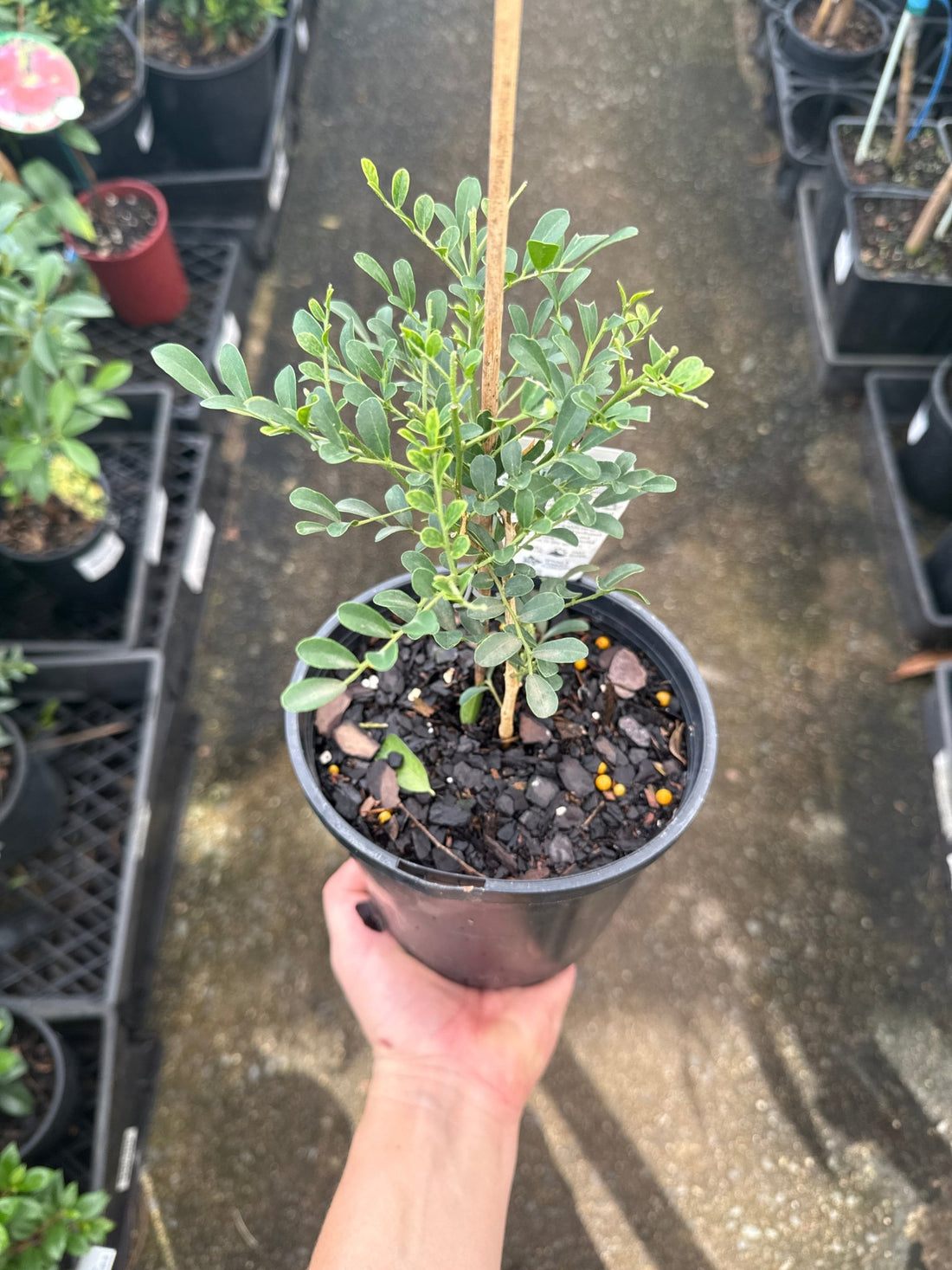 Dwarf Mock Orange 'Min - a - Min' (Murraya paniculata) - Ladybird Nursery