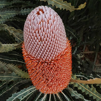 Swamp Banksia (Banksia paludosa)