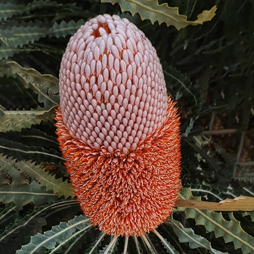 Swamp Banksia (Banksia paludosa)