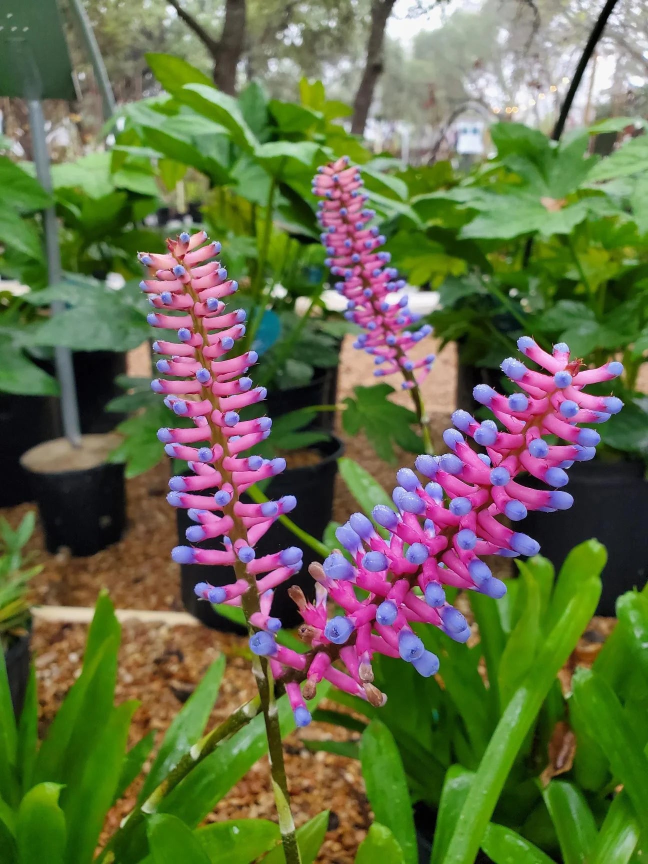 Bromeliad Matchstick (Aechmea gamosepala) - Ladybird Nursery
