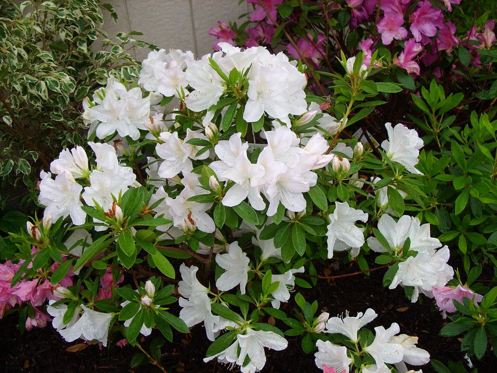 Azalea indica Alba Magna - Ladybird Nursery