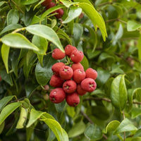 Riberry Little Denise (Syzygium luehmannii)