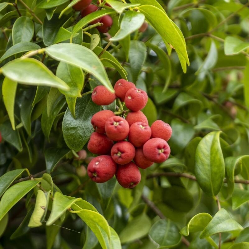 Riberry Little Denise (Syzygium luehmannii) - Ladybird Nursery