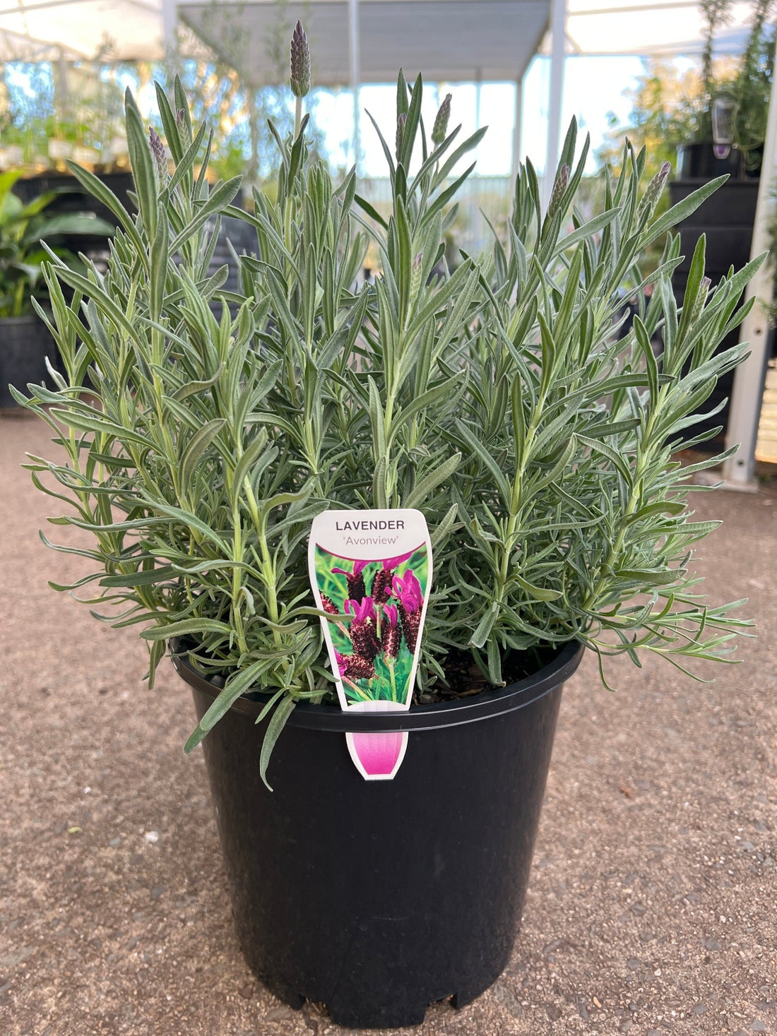 Lavender 'Avonview' - Large - Ladybird Nursery