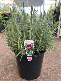Lavender 'Avonview' - Large - Ladybird Nursery