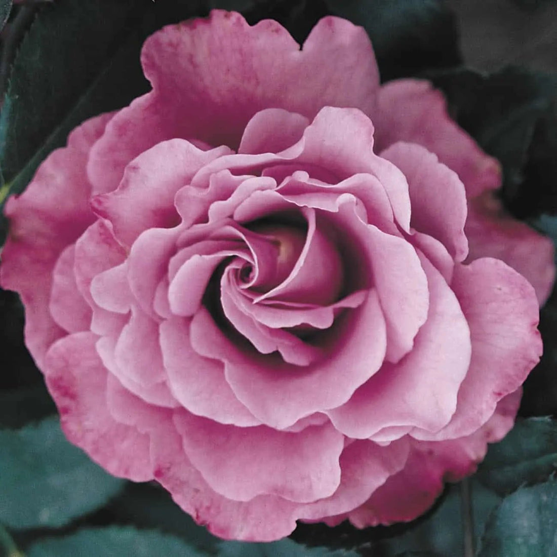 Rose Face (Rosa Angel) - Ladybird Nursery