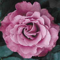 Rose Face (Rosa Angel)