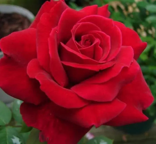 Rose Mr Lincoln Climbing (Rosa)