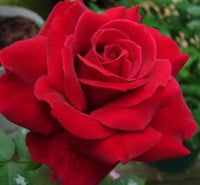 Rose Mr Lincoln Climbing (Rosa) - Ladybird Nursery
