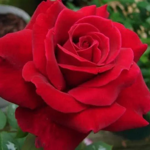 Rose Mr Lincoln Climbing (Rosa) - Ladybird Nursery