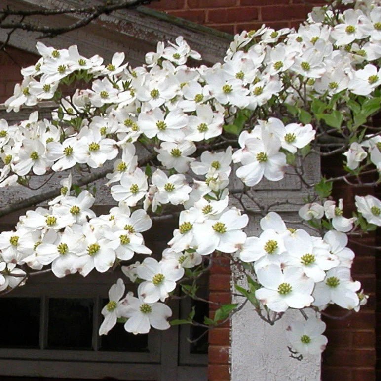 White Flowering Dogwood alba (Cornus florida) - Ladybird Nursery