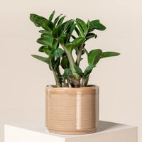 Zanzibar Gem Zenzii Dwarf (Zamioculcas zamiifolia)