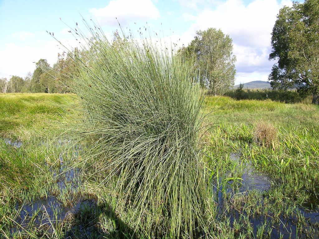 Cigar Rush (Lepironia articulata)