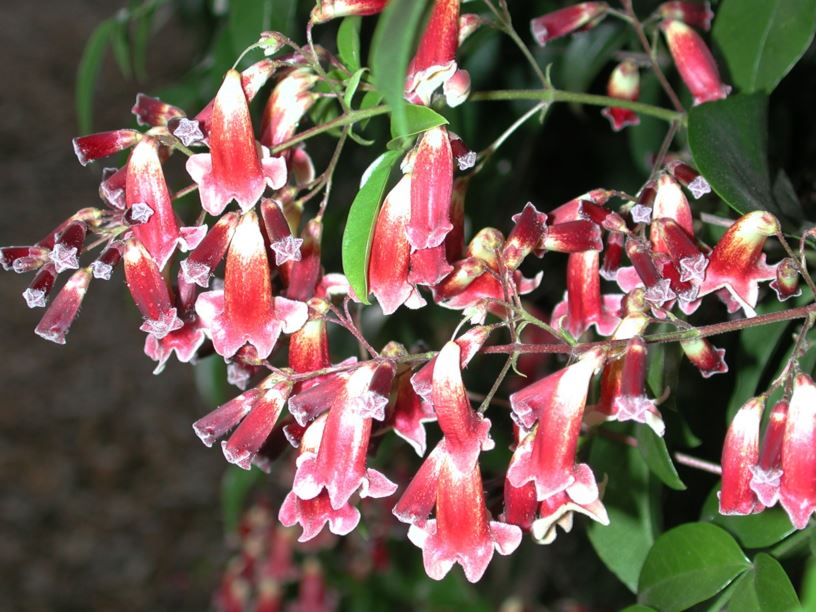Wonga Wonga Vine Ruby Belle (Pandorea pandorana)