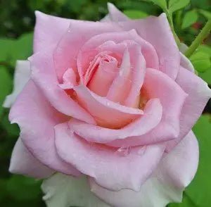 Rose First Love (Rosa) - Ladybird Nursery