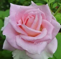 Rose First Love (Rosa) - Ladybird Nursery
