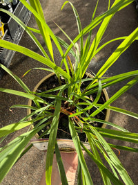 Lemon Grass (Cymbopogon citratus) - Ladybird Nursery