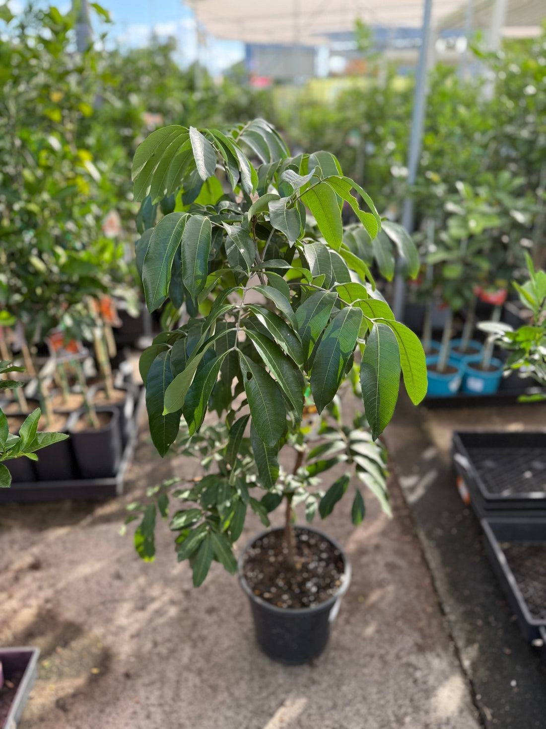 Longan 'Kohala' - Advanced (PICKUP ONLY) - Ladybird Nursery