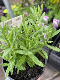 Lavender - LaDiva French Papillon (Lavandula) - Ladybird Nursery