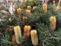 Dwarf Banksia 'Cherry Candles' (Banksia spinulosa) - Ladybird Nursery