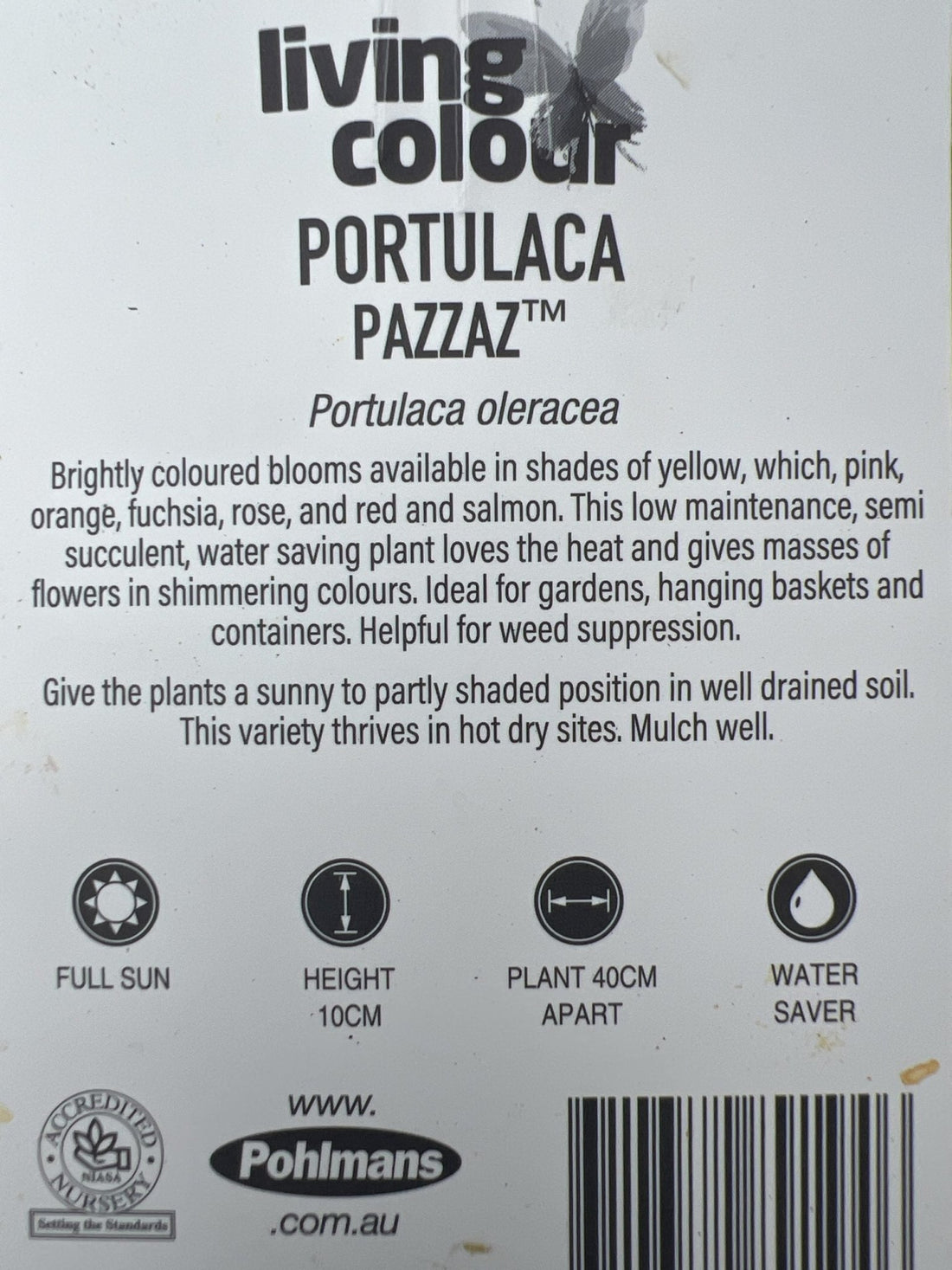 Portulaca Pazzaz 140mm - Ladybird Nursery