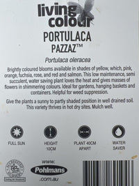 Portulaca Pazzaz 140mm - Ladybird Nursery