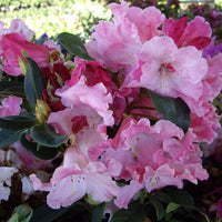 Rhododendron Douglas R Stephen - Ladybird Nursery