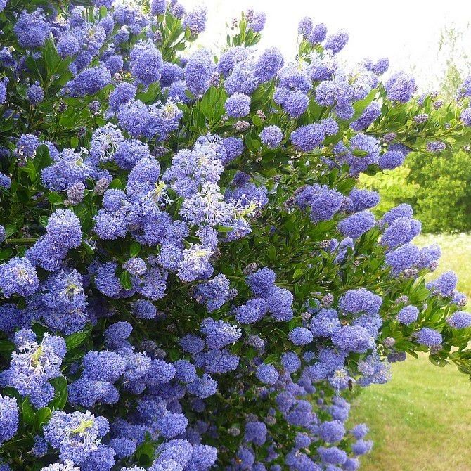 California Lilac Sapphire (Ceanothus Blue) - Ladybird Nursery