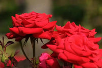 Rose Kardinal 3 ft Standards (Rosa) - Ladybird Nursery
