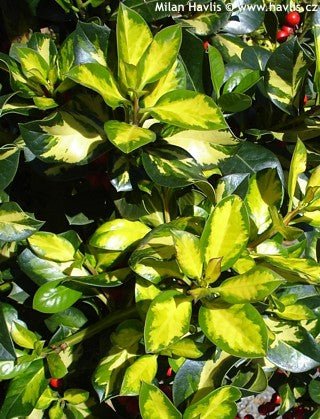 Holly altaclerensis Lawsoniana (Ilex x) - Ladybird Nursery