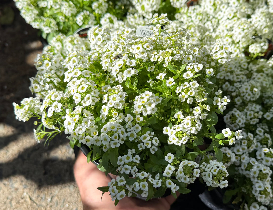 Sweet Alyssum 'White’