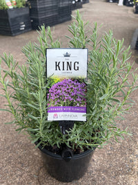 Lavender 'The King' - Large - Ladybird Nursery