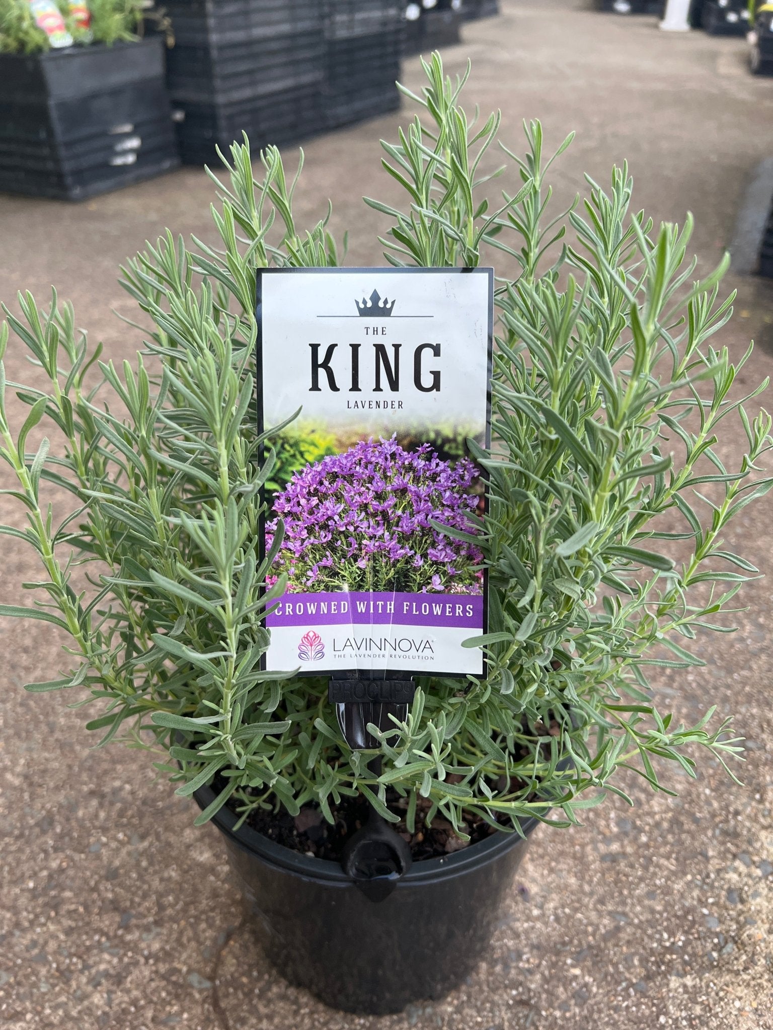 Lavender 'The King' - Large - Ladybird Nursery