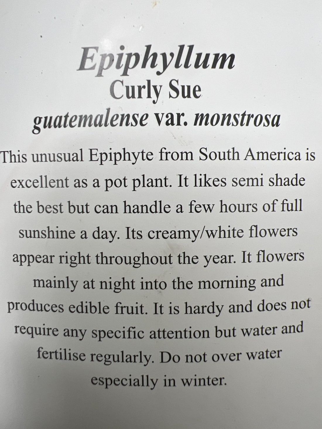 Curly Sue (Ephiphyllum Gutemalense) - Ladybird Nursery