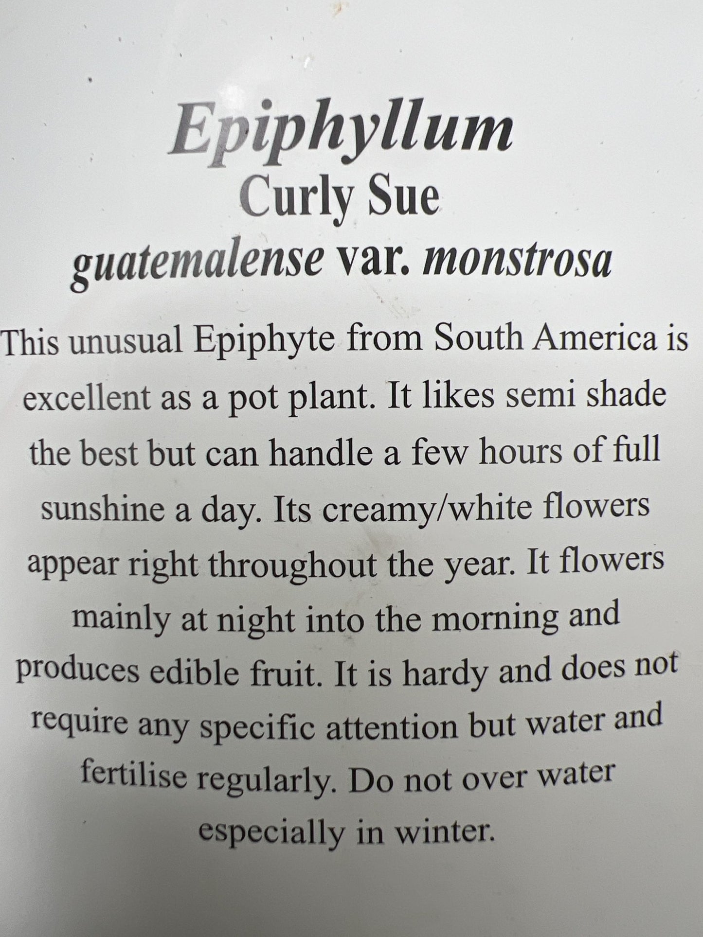 Curly Sue (Ephiphyllum Gutemalense)