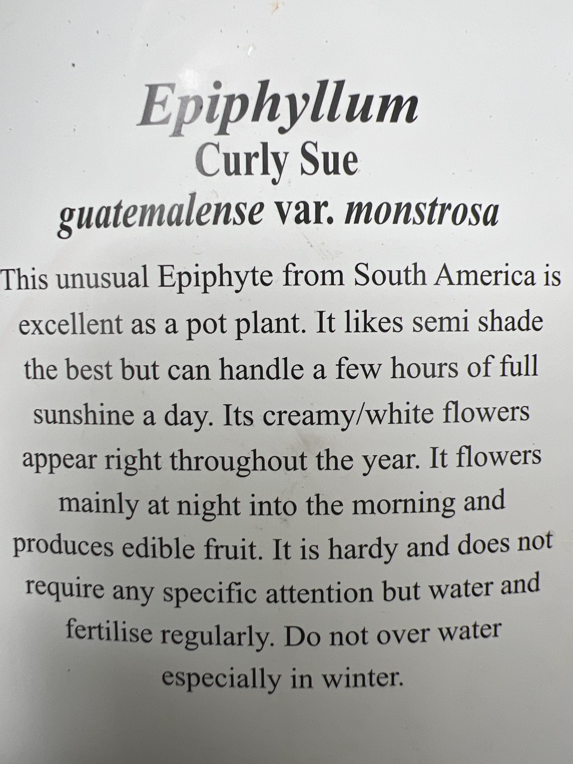 Curly Sue (Ephiphyllum Gutemalense)