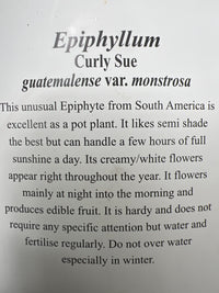 Curly Sue (Ephiphyllum Gutemalense)