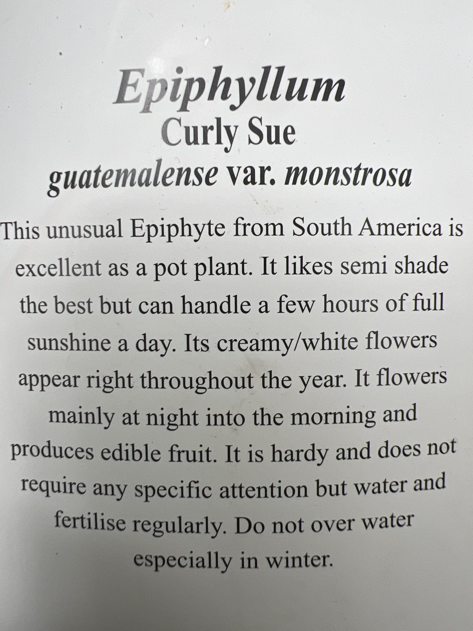 Curly Sue (Ephiphyllum Gutemalense) - Ladybird Nursery