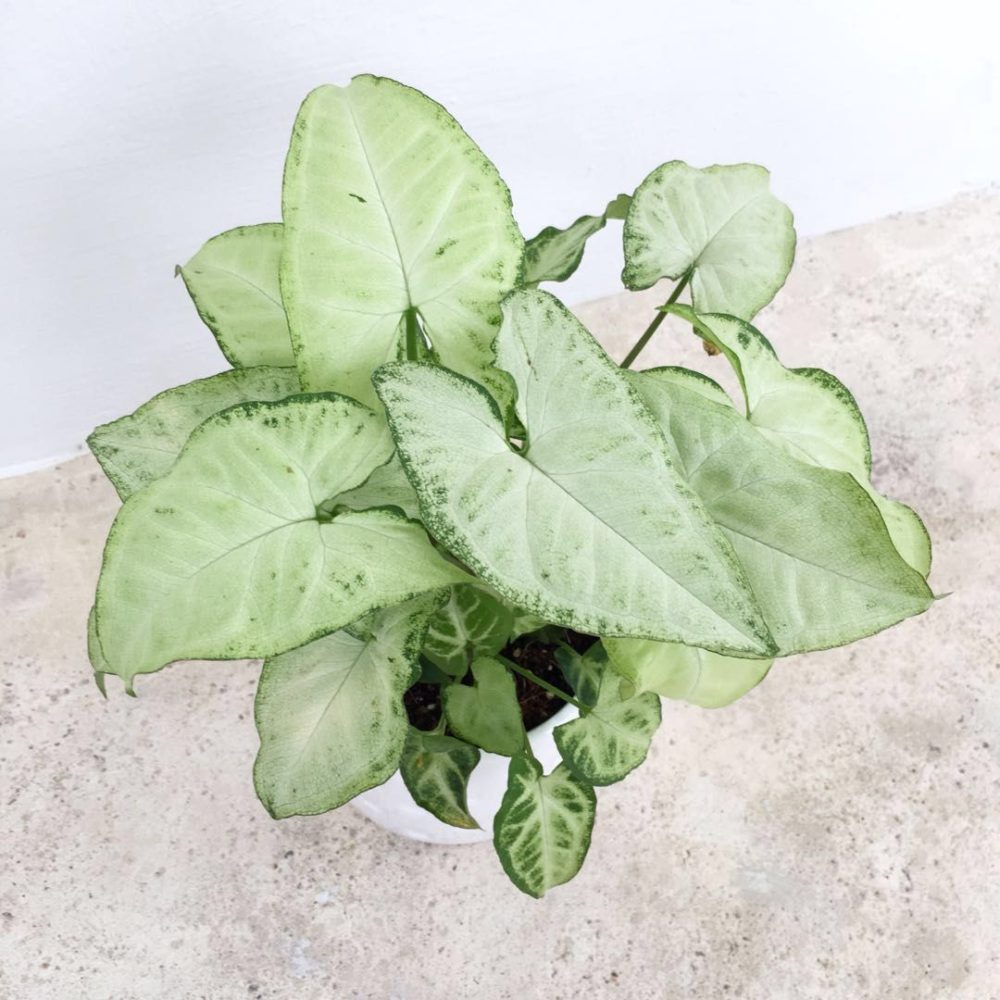 Syngonium White Butterfly