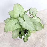 Syngonium White Butterfly