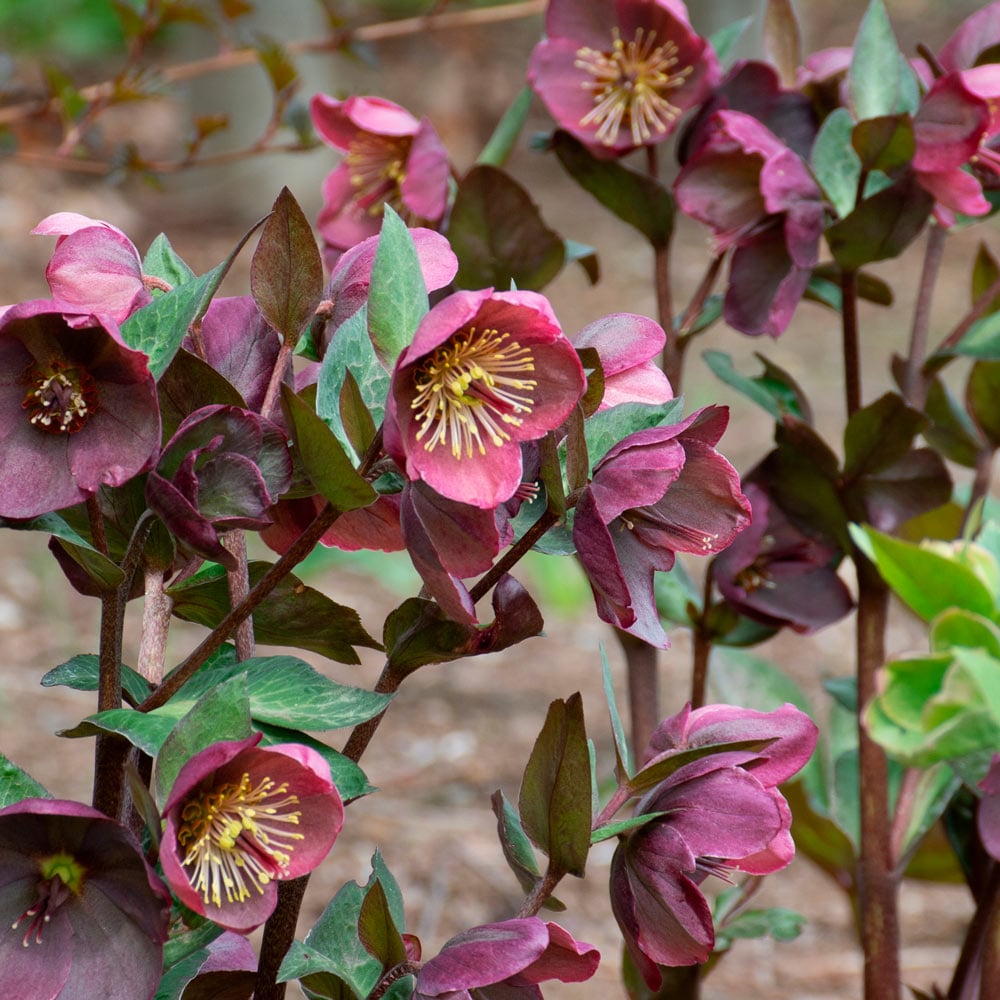 Hellebore Pennys Pink (Helleborus )