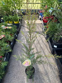 Leptospermum Tickled Pink - Ladybird Nursery