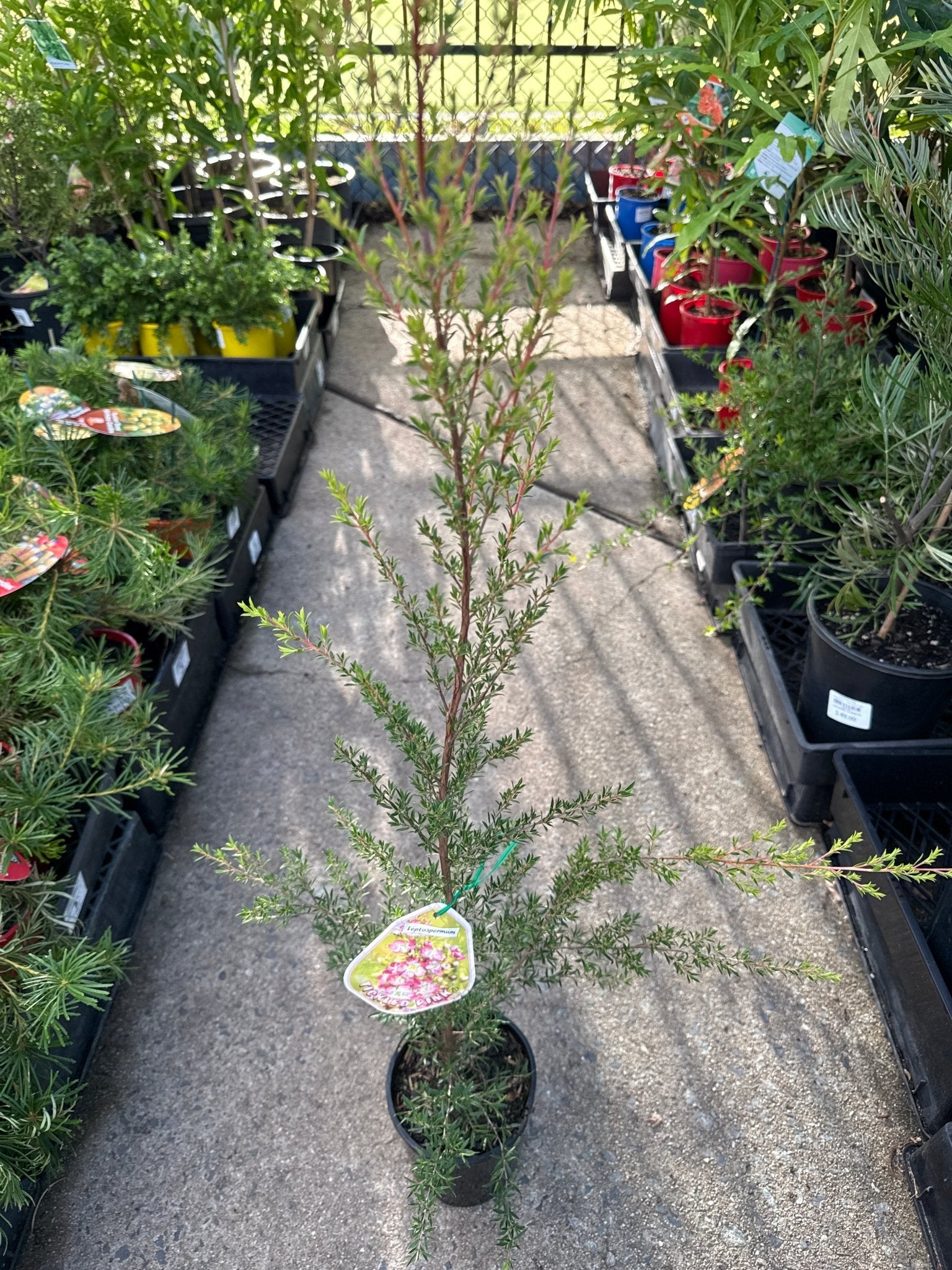 Leptospermum Tickled Pink - Ladybird Nursery