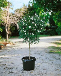 Sasanqua Camellia Paradise Little Liane (Camellia sasanqua)