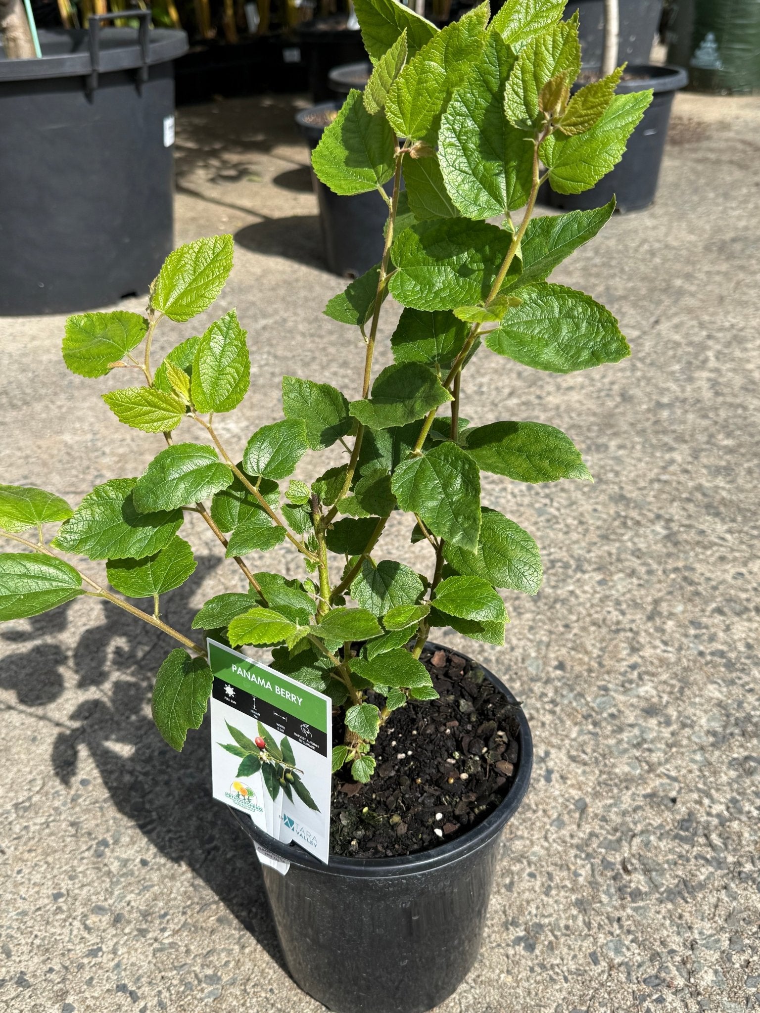 Ice Cream (Panama) Berry - Ladybird Nursery