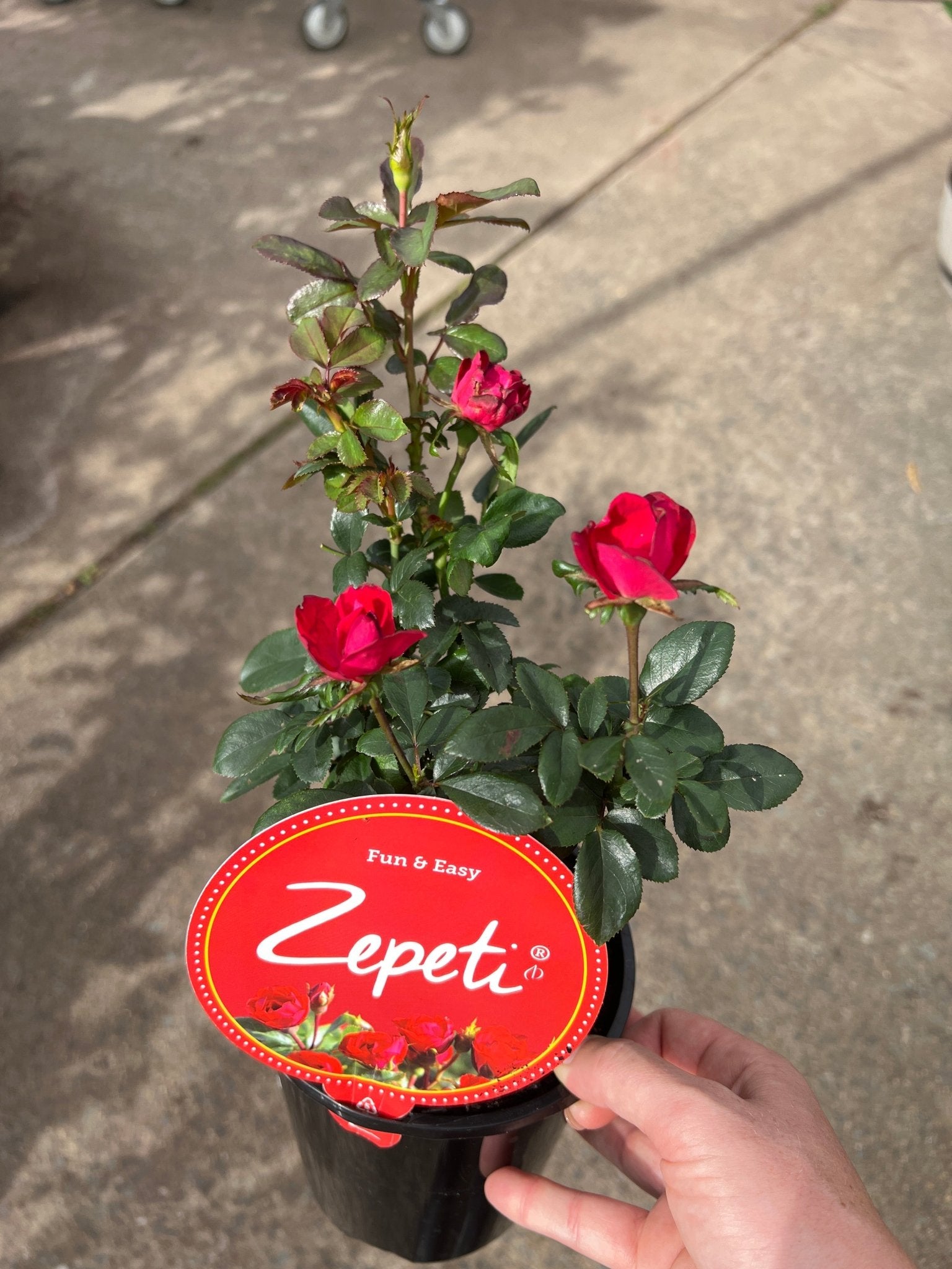 Rose ‘Zepeti’ - Ladybird Nursery