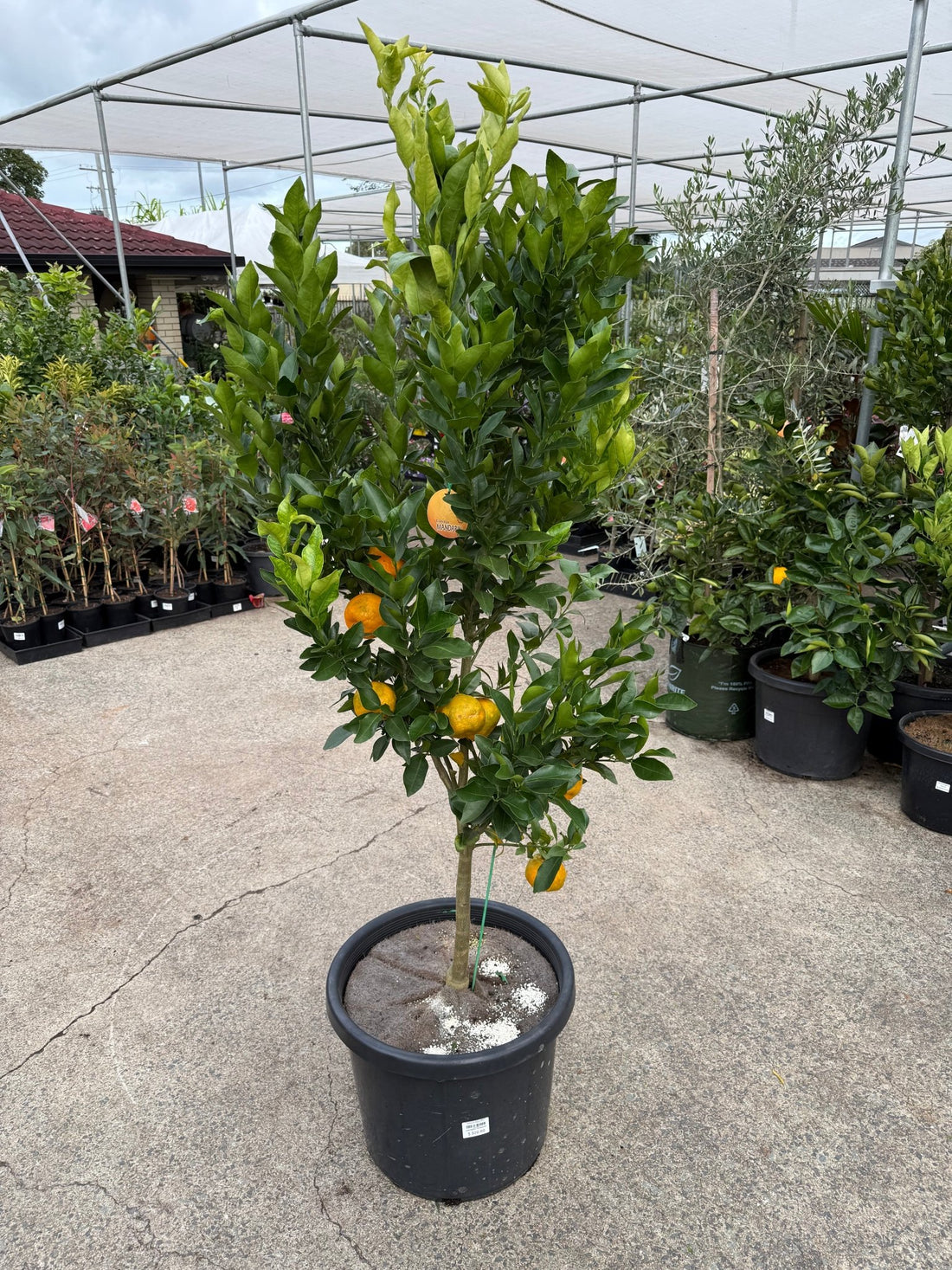 Mandarin 'Emperor' Large Size 500mm Pot (Pickup Only) - Ladybird Nursery