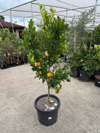 Mandarin 'Emperor' Large Size 500mm Pot (Pickup Only) - Ladybird Nursery