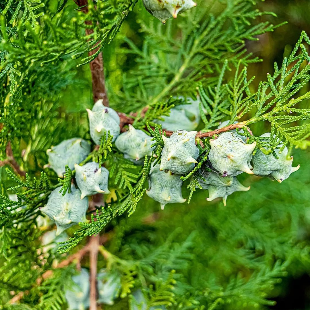 Blue Cone Arborvitae (Thuja orientalis) - Ladybird Nursery