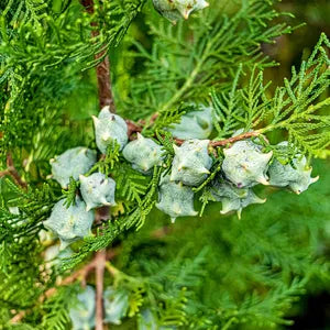 Arborvitae Laurellii (Thuja orientalis)